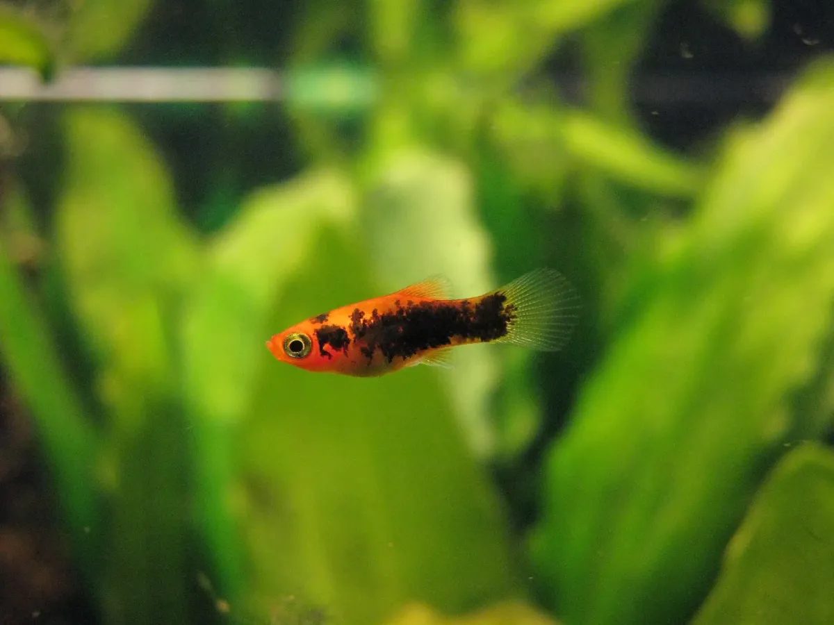 la crianza de peces alevinos: una guía esencial para acuicultores