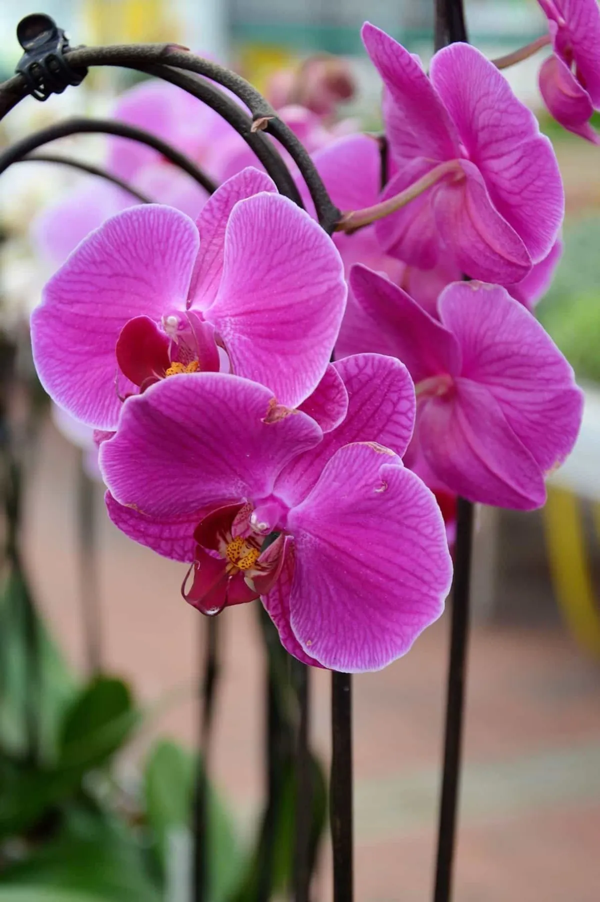 Imagen de la orquídea: belleza natural y símbolo de elegancia