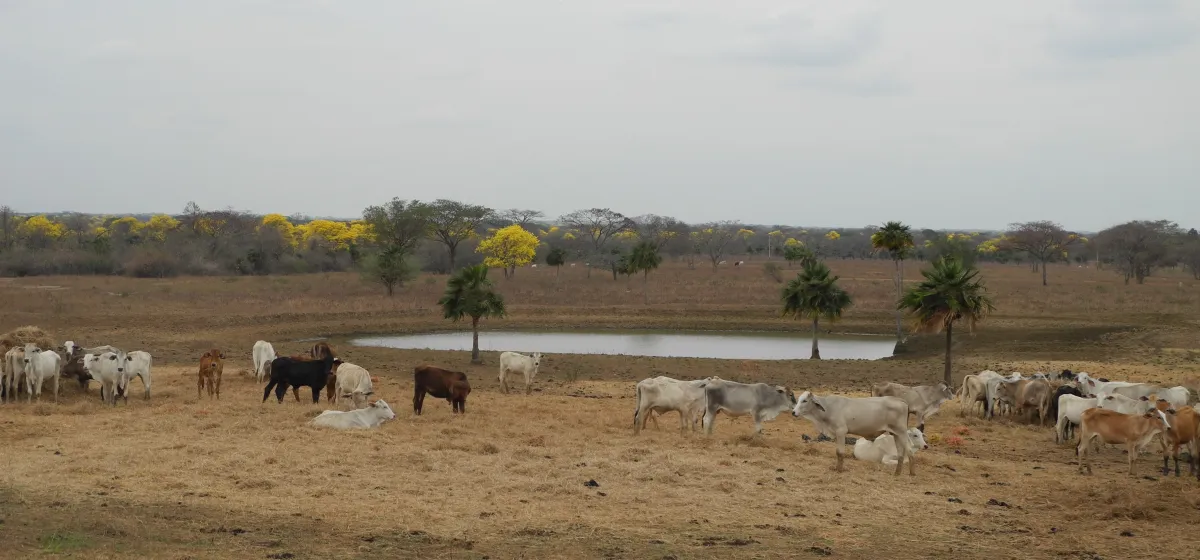 Imagen de deforestación por ganadería: la huella que no vemos