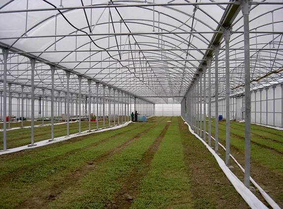 Imagen de buenas prácticas para el manejo de invernaderos